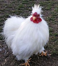 interferentie Dood in de wereld te rechtvaardigen mooie witte zijden kippen | Kippen advertenties