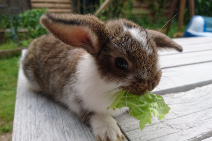 lieve baby nederlandse hangoor dwerg konijnen