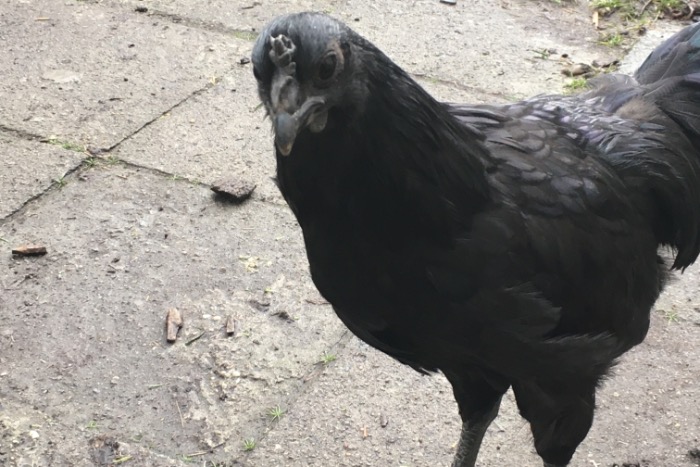 ayam cemani’s