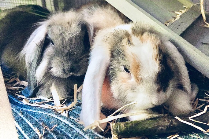 joopie en guusje koppeltje bijna 1 jaar