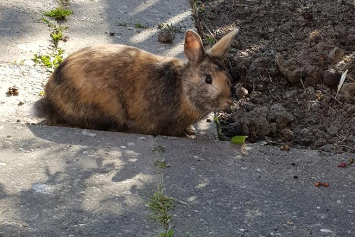 lief mannetje