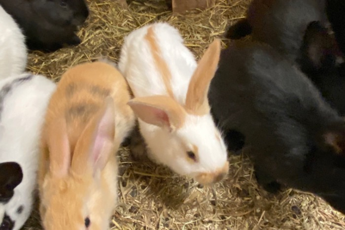 grote lotharingers jonge konijnen