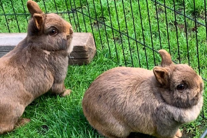 2 kleurdwergen in  geldrop te koop