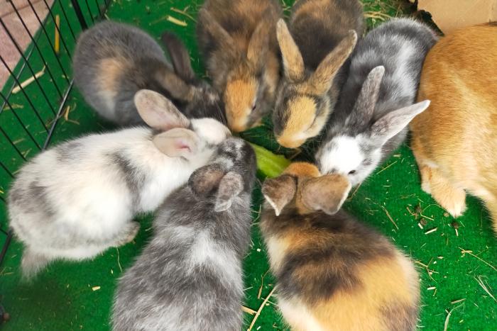 6 lieve konijntjes