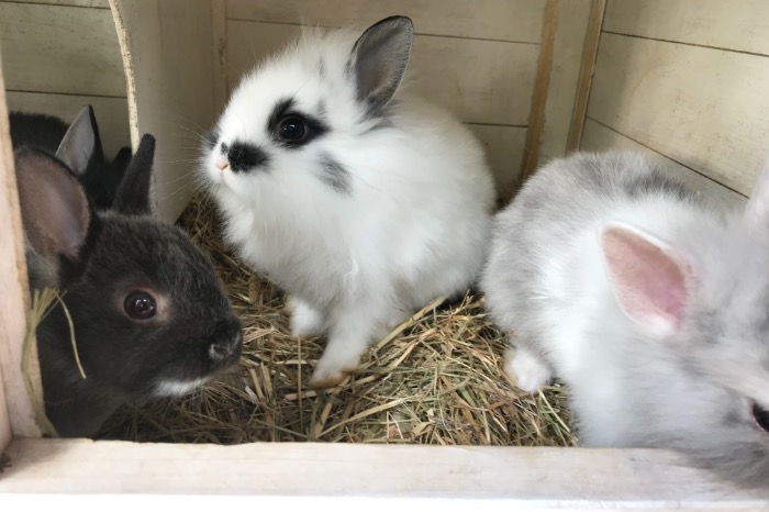 5 baby dwerg konijntjes te koop (6 weken)