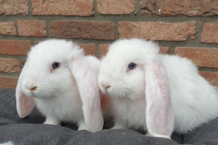 Vorige rand Pickering koppel jonge franse hangoor konijntjes | Konijnen advertenties