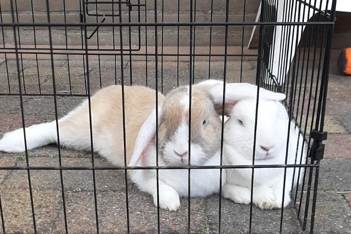 2 konijnen inclusief hok en ren