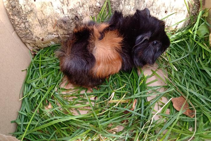 cavia's te koop