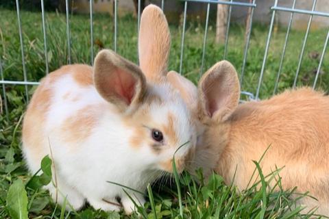 baby konijntjes dwerg hang oor