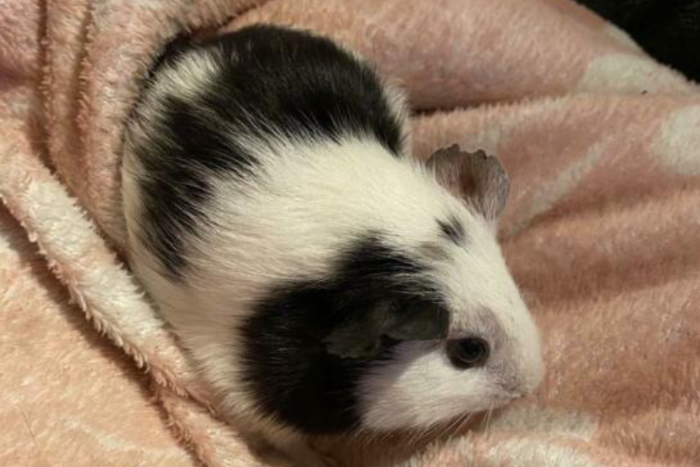 jonge cavia mannetjes