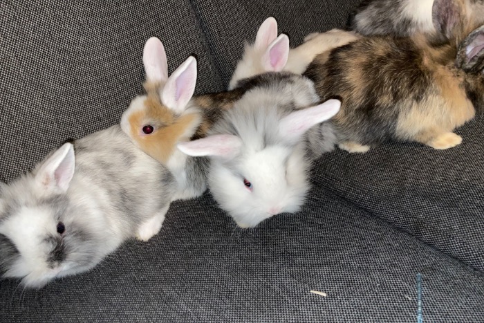 konijnen mix baby’s