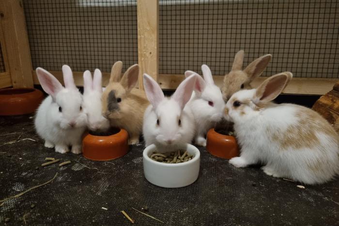 Vervagen Tegenstander Tweet ontzettend lieve jonge konijnen te koop | Konijnen advertenties
