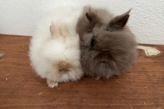2 jonge dwerg teddy konijnen ( koppelduo)