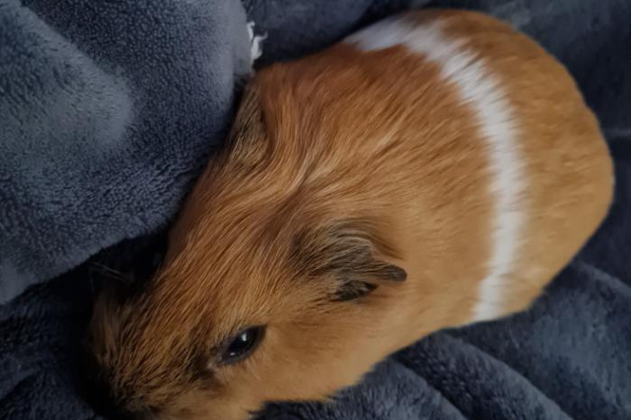 2 cavia zeugjes (14 weken) & alle toebehoren.