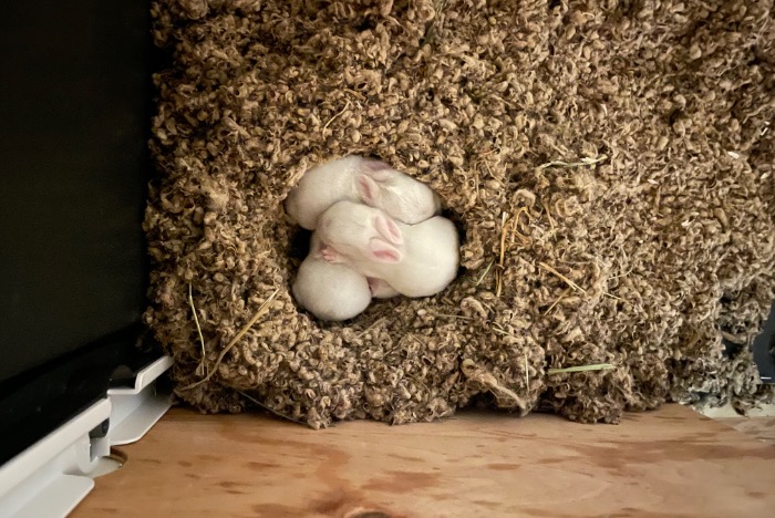 baby konijntjes