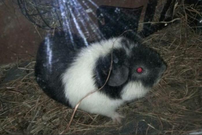 3 cavia beertjes