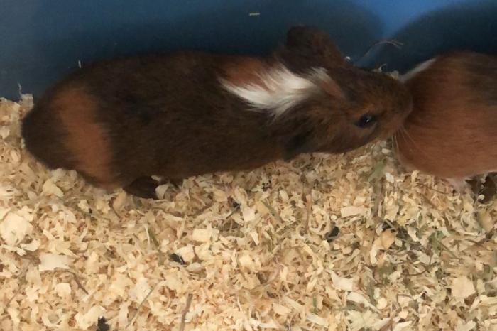 cavia beertje