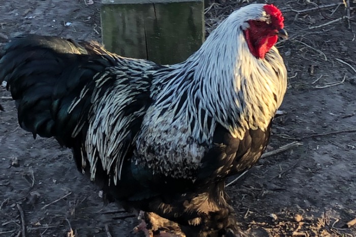 Nacht Onmogelijk bijgeloof Vogels | Kippen kopen en verkopen. De kleinvee verkoop website.