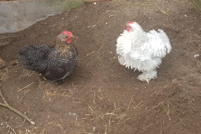 gratis: 2 tamme cochin kriel haantjes (1 met krul, 7wk oud)