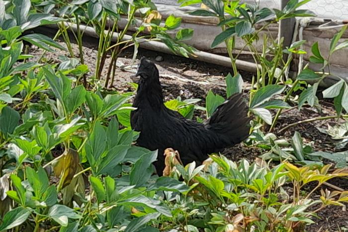 ayam cemani haan