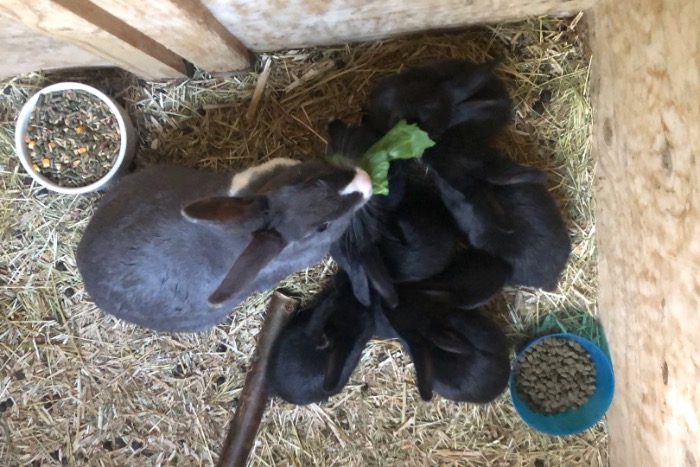 mooie zwarte tamme konijntjes te koop 4 weken oud