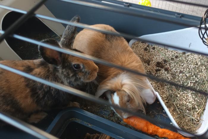 2 jonge konijntjes zoeken fijn huis