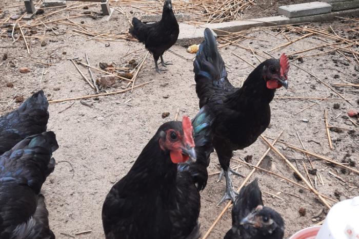 raszuivere australorp haantjes