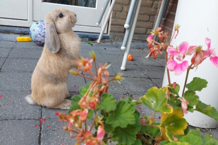 2 lieve jonge dwergkonijnen