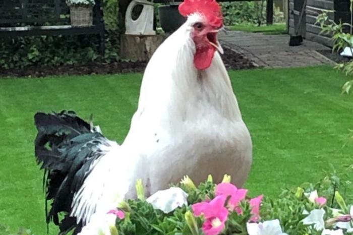 Nacht Onmogelijk bijgeloof Vogels | Kippen kopen en verkopen. De kleinvee verkoop website.