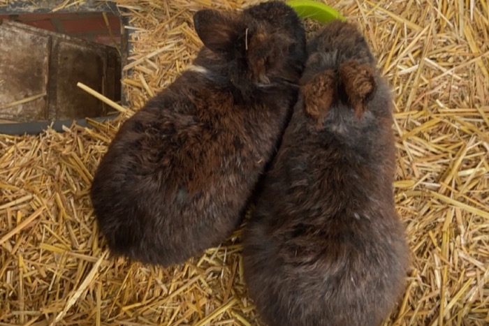 2 konijnen te koop