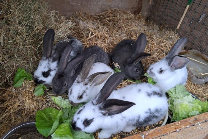 duitse reuzen konijnen te koop van 4 januari 2023