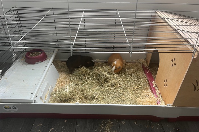 2 cavia beertje + kooi/hok