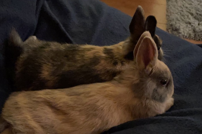 2 dwerg konijnen (vrouwtjes)