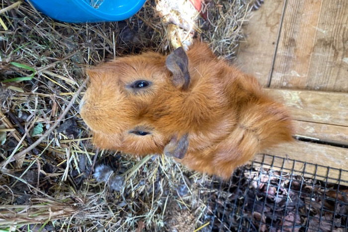 twee lieve cavia’s (mannetjes) te koop