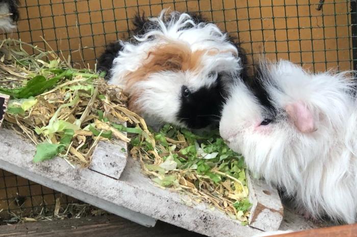 lunkarya cavia's te koop