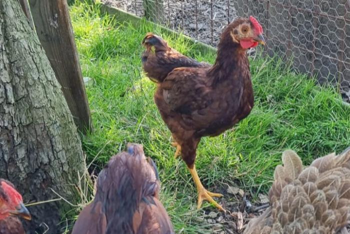 rhode island red haan