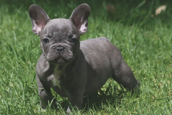 super mooie blauwe franse bulldog pupjes.