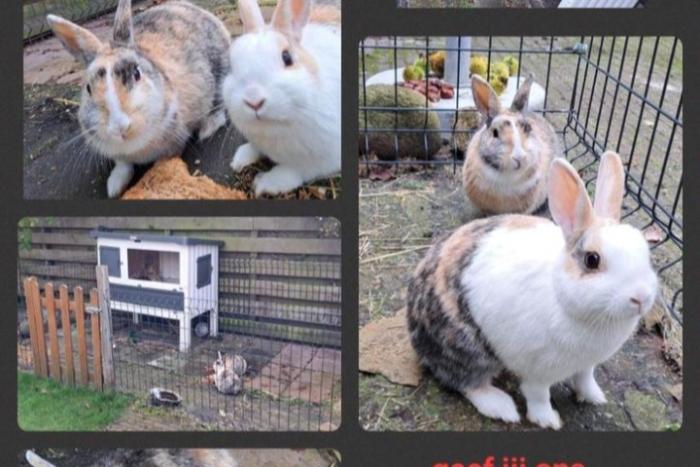 twee leuke konijnen  te koop 2 zusjes