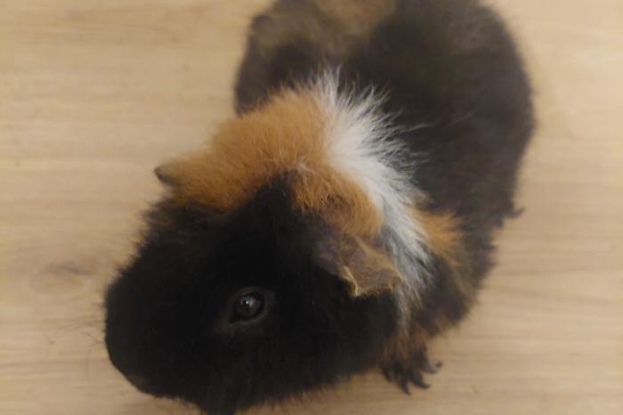 een mannetje teddy cavia