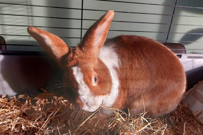 konijn van ruim een half jaar oud te koop