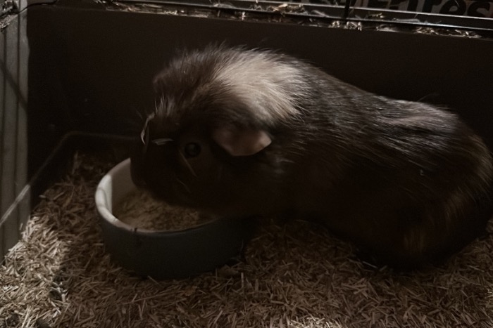 2 cavia beren te koop