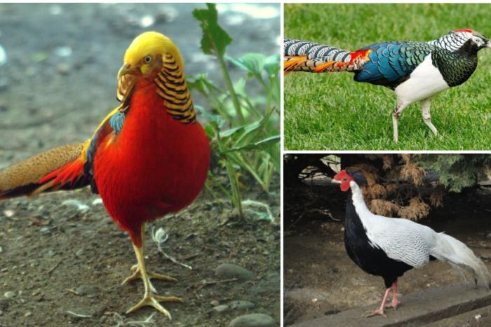 aangeboden diverse soorten,kippen-fazanten-pauwen-duiven-ect.