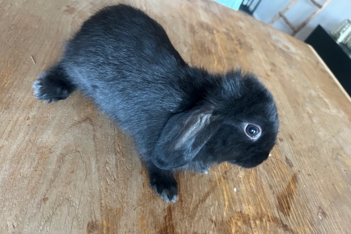 baby konijntjes