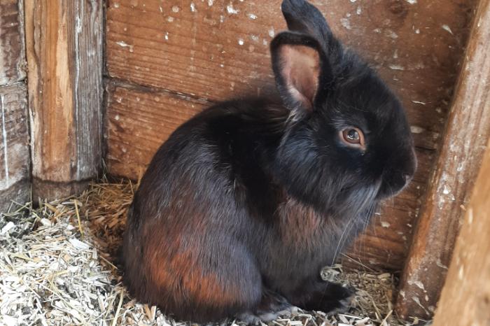 super lief rammetje, 1 jaar