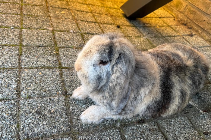 lieve knuffelige  rammelaar bumi van bijna 3 jaar