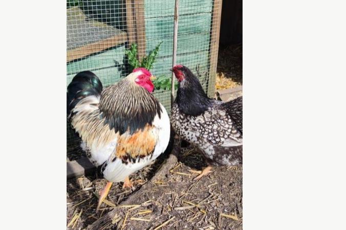 groepje kippen (4 hennen 1 haan) wyandotte