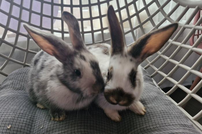 3 lieve konijnen