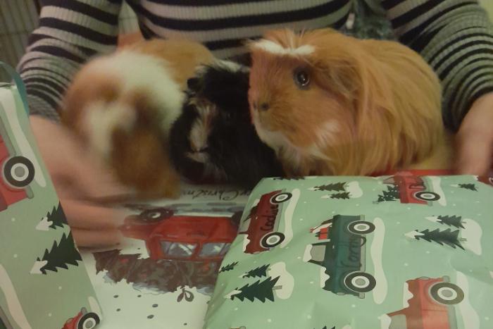 3 cavia's en 1 hok