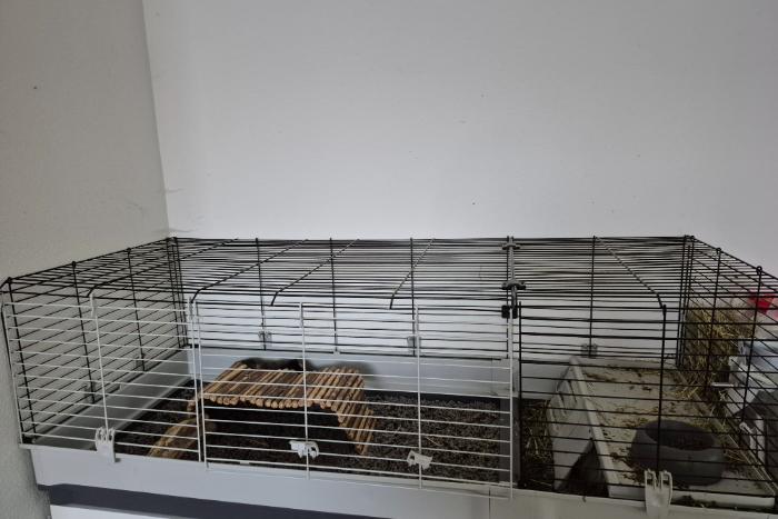 lea en chocolaatje zoeken een nieuw thuis