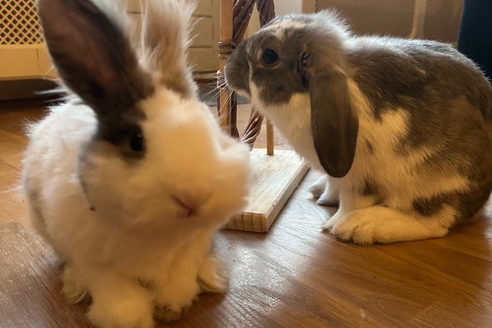 hangoor en teddy konijn te koop